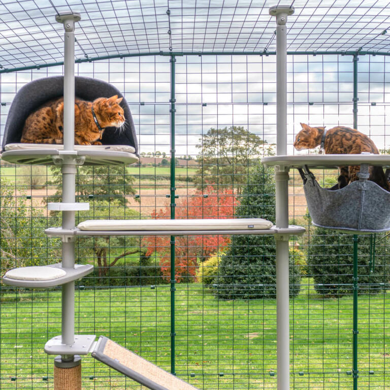 Katte leger på Omlet Freestyle udendørs kattetræ med siddepinde og tilbehør i cremefarvet pude