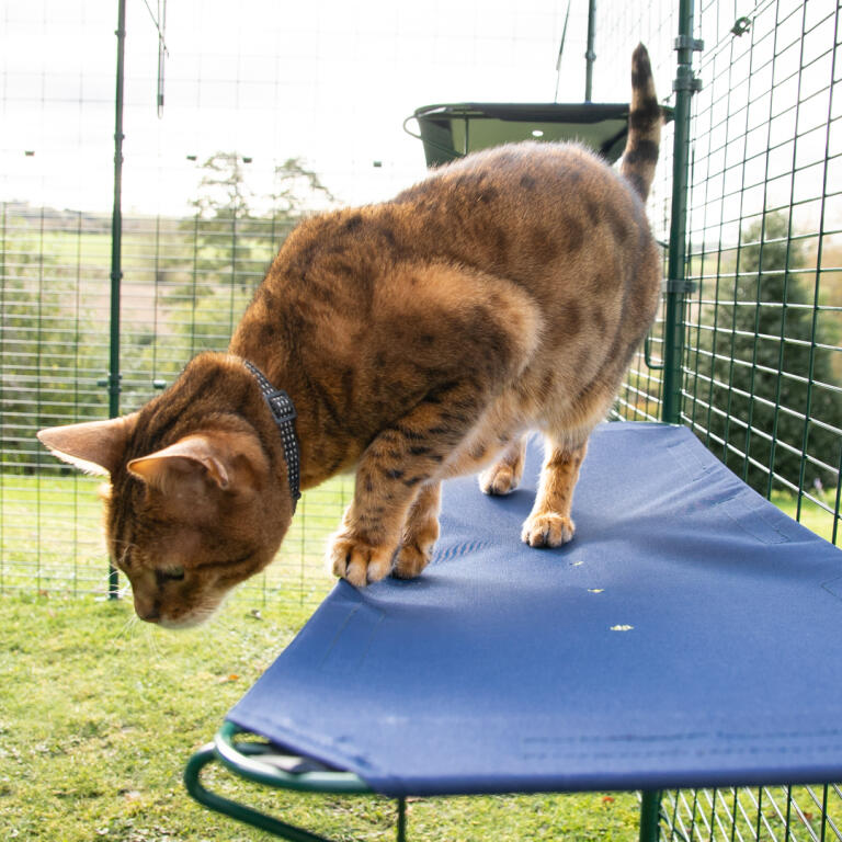 Nærbilde av katt i Omlet utendørs catio stående på blå utendørs kattehylle