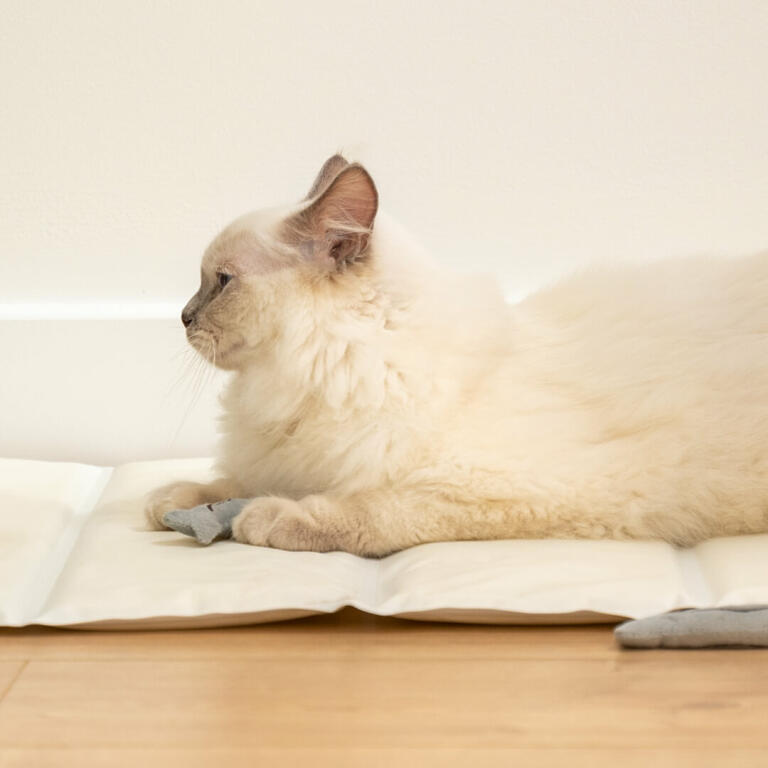Chat jouant avec les jouets sardines à l'herbe à chat couché dans le tapis de refroidissement de haute qualité Omlet 