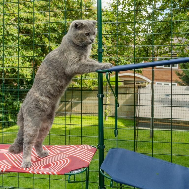 Gatto che si arrampica dalla mensola rossa per gatti all'aperto sulla mensola blu per gatti all'aperto in Omlet catio