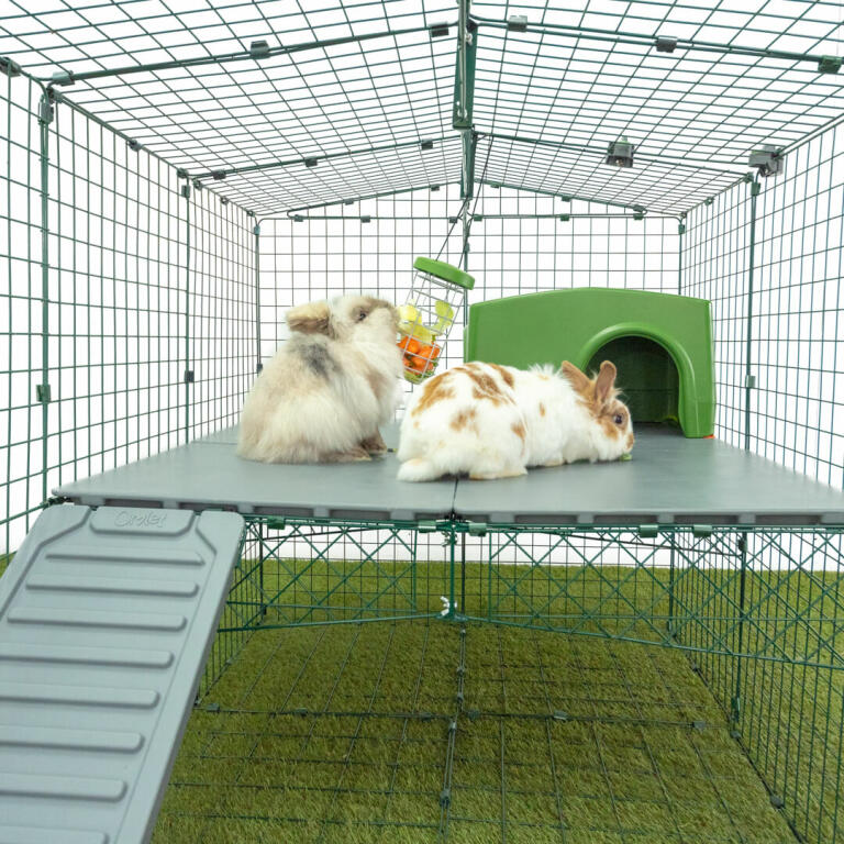 Twee konijnen knabbelen in de traktatie houder in de Omlet konijnen ren.