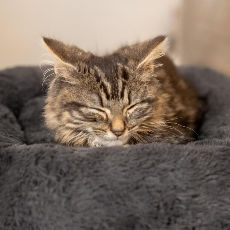 Votre chat mérite un sommeil reposant et ce lit très doux en fausse fourrure lui offrira exactement ce dont il a besoin… et plus encore !