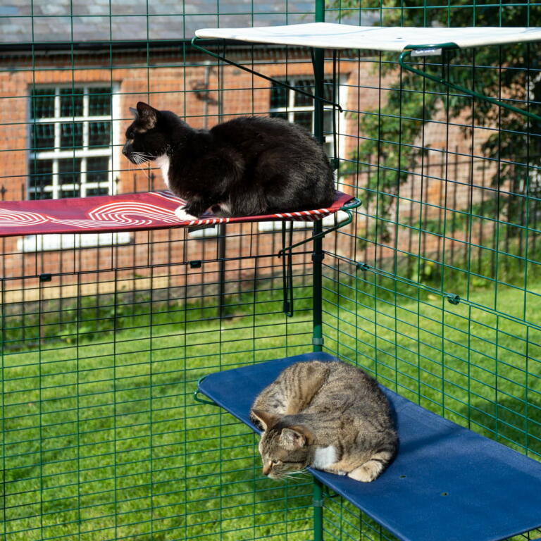 En katt sitter på en röd katthylla utomhus och den andra sitter på en blå katthylla utomhus i Omlet catio