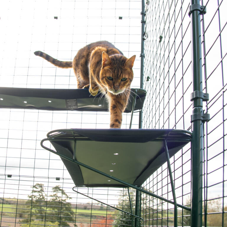cat walking on blue outdoor cat shelf in catio outdoor run with drainage holes visible