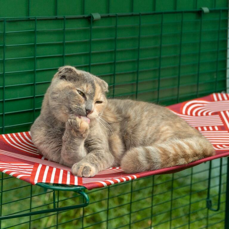Kat die poot op rode openlucht waterdichte kattenplank in catio legt schoonmaken
