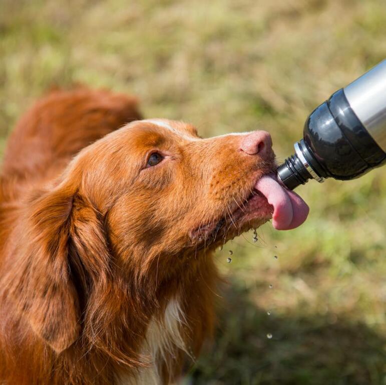 Pies zlizujący wodę z długich łap butelka na wodę dla zwierząt srebrna