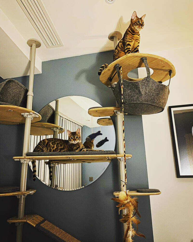 Two cats playing on their indoor cat tree