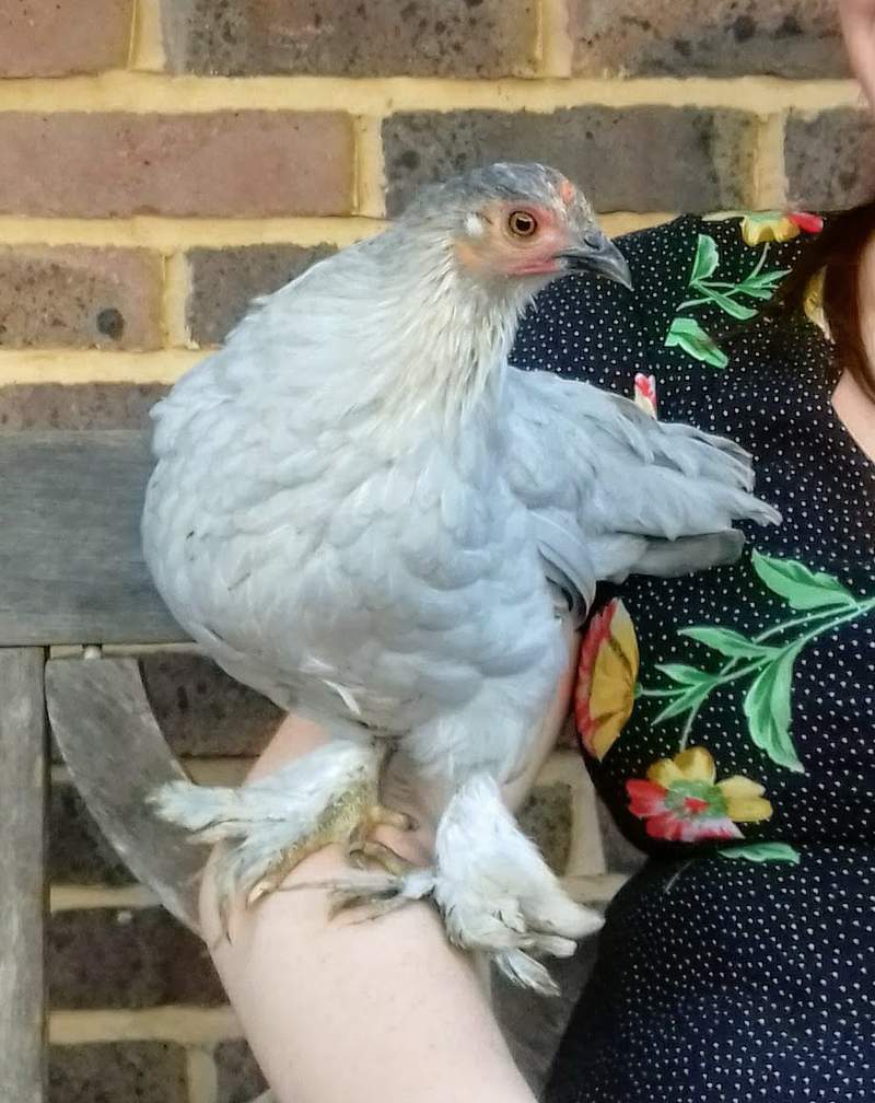 a bantam chicken sat on a woman's arm on a bench
