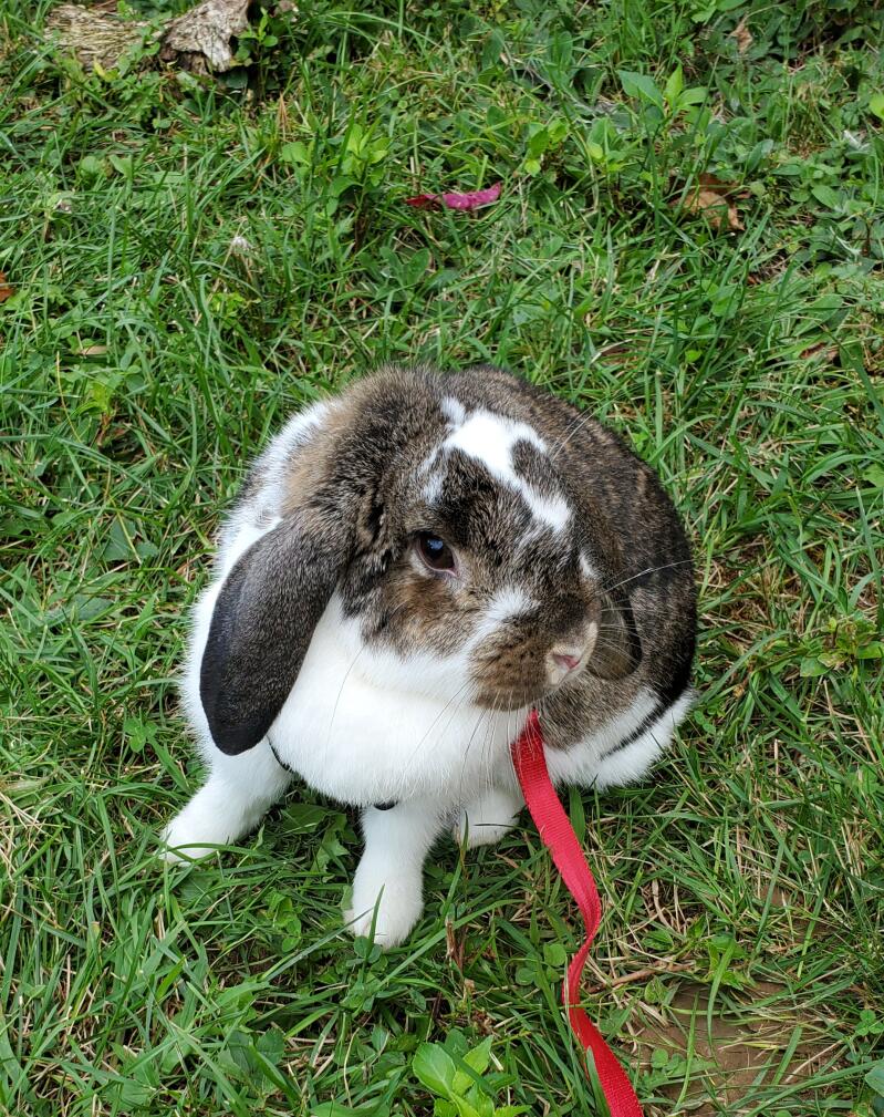 A rabbit on a lead enjoying being out.