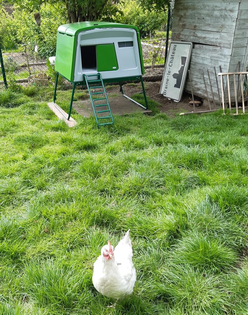 A chicken roaming in front of her green coop