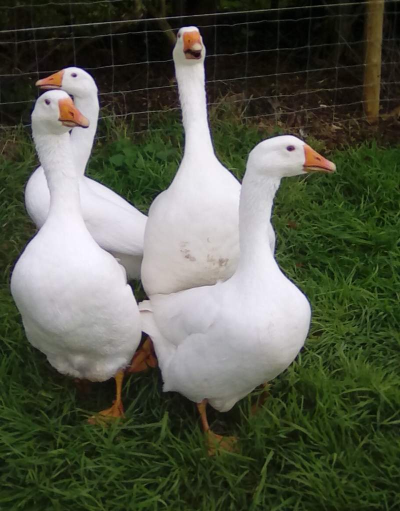 Embden geese