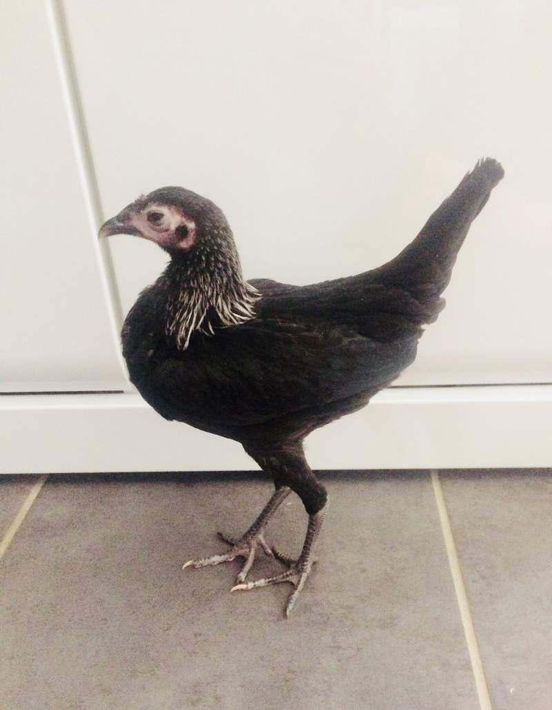 A black small lean chicken