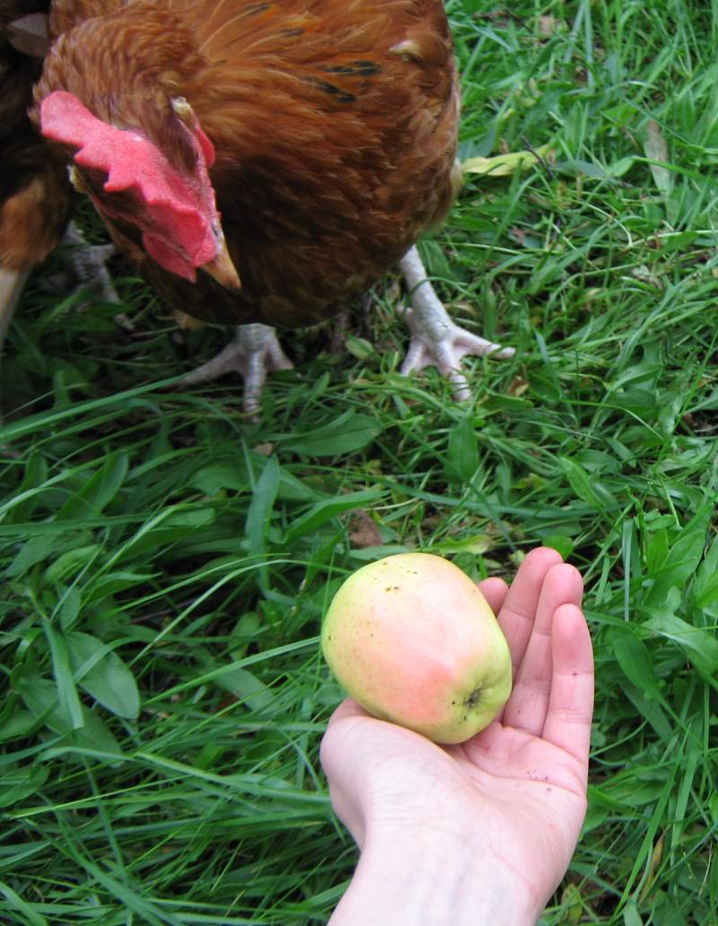 Hühner, die auf Äpfel starren