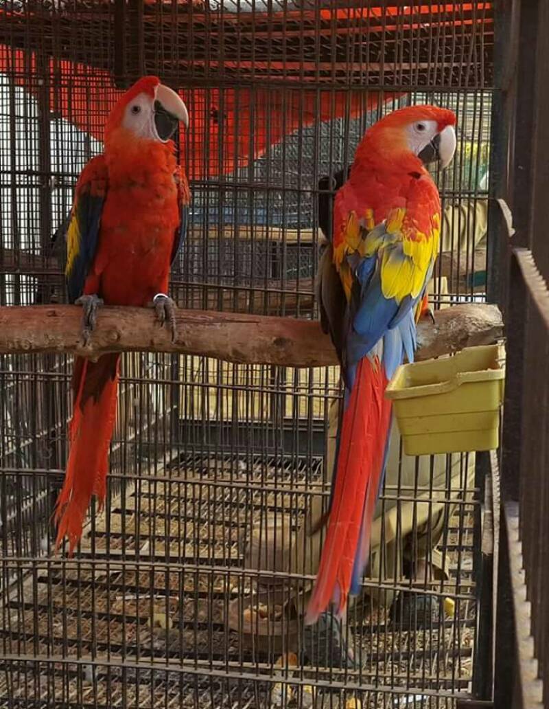 two red blue and yellow parrots in an outdoor aviary perched on a wooden log