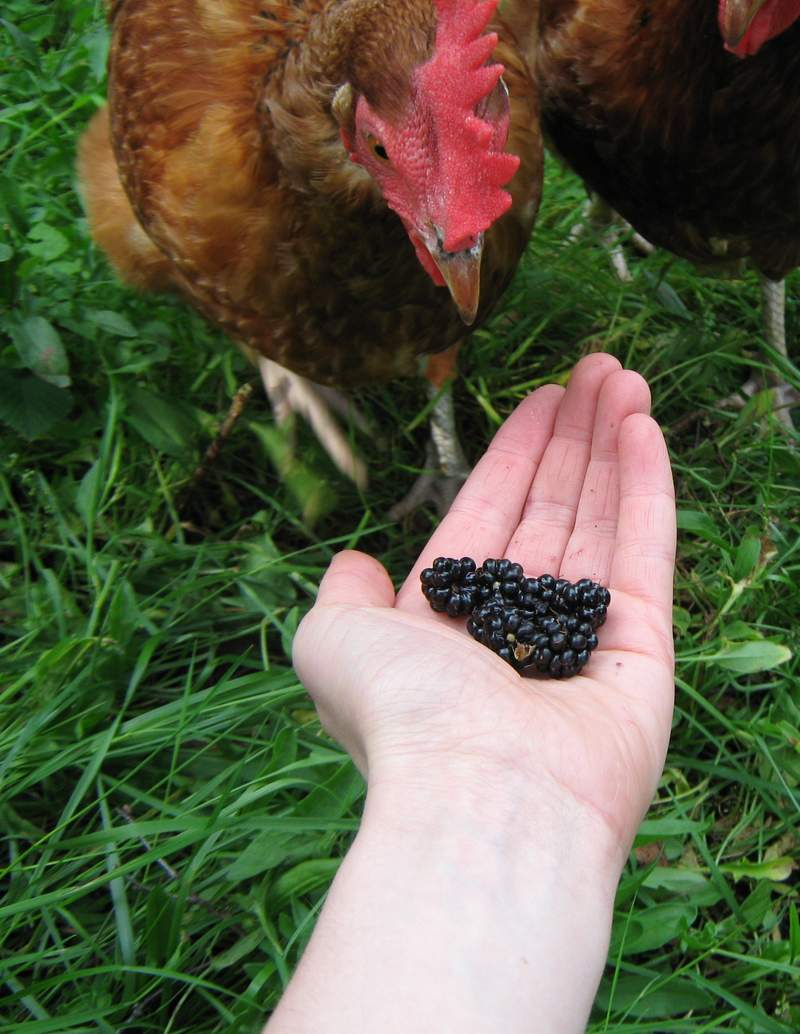 Hen being tempted by blackberries in hand