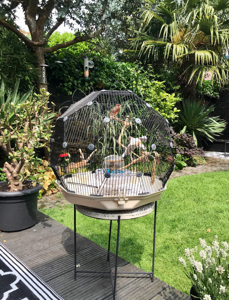 Geo jaula para pájaros con jaula negra y base crema en el jardín