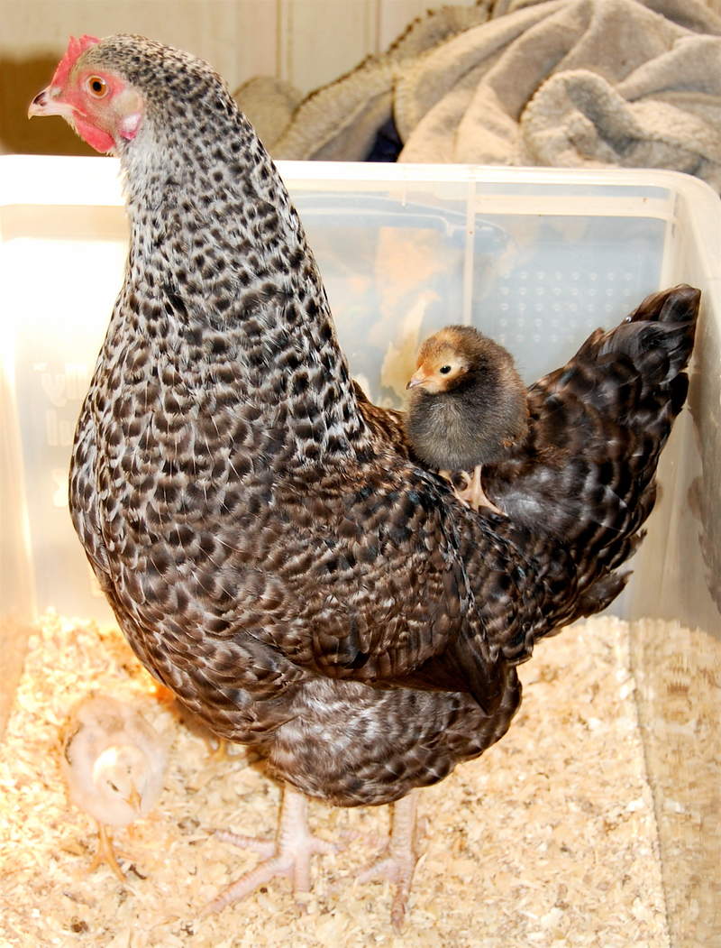 Speckledy Hen with chick on back