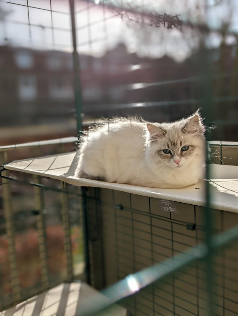 En katt som hviler komfortabelt på utendørshyllen sin, inne i catioen sin