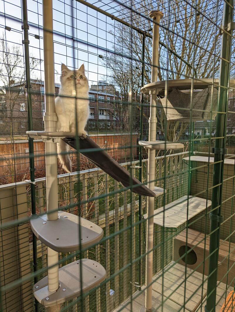 Een kat speelt op zijn buitenkattenboom, binnen in zijn catio