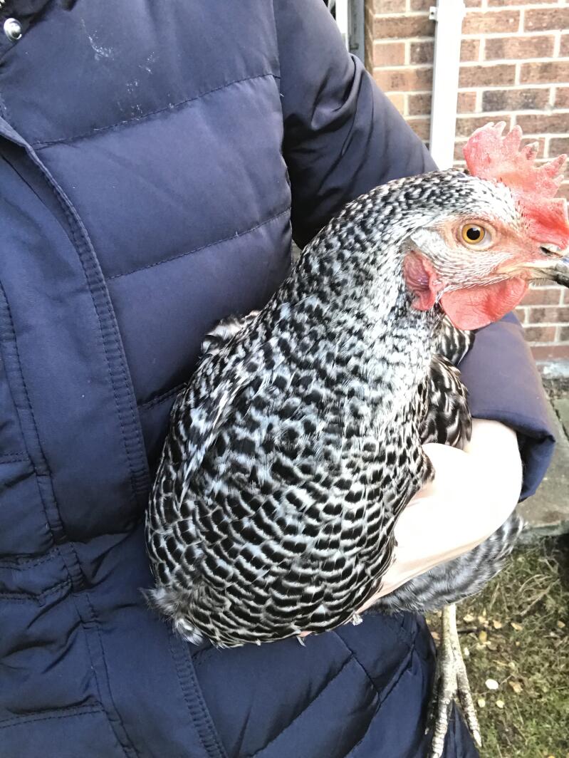 a black and white chicken being held by its owner