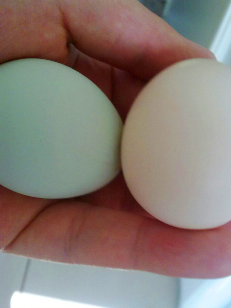 2 eieren in de hand