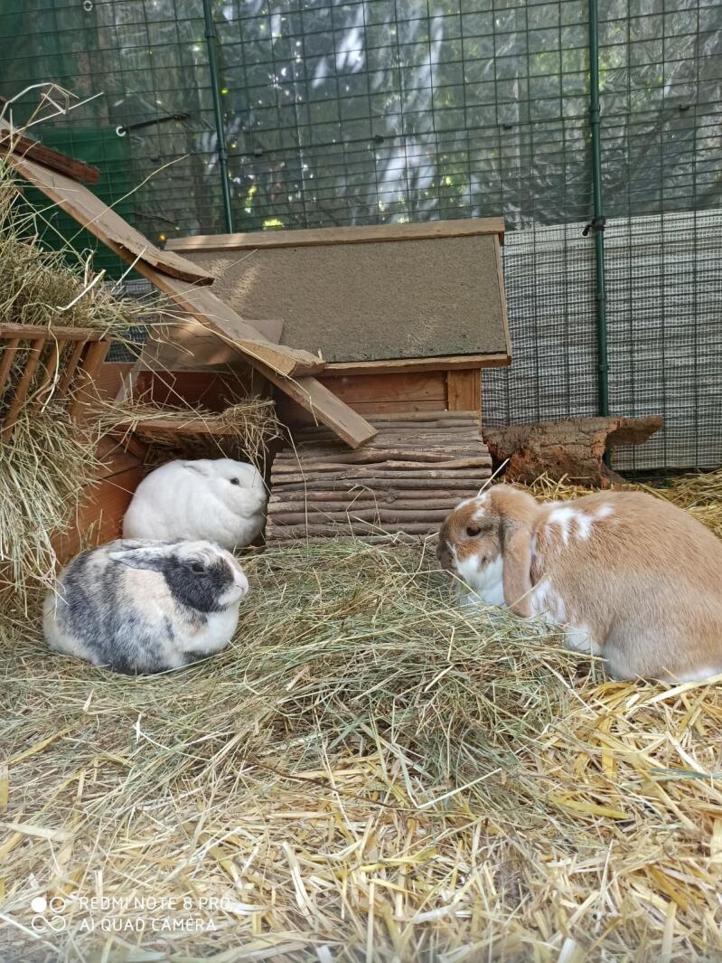 Un paradiso per conigli all'interno di una conigliera Omlet.