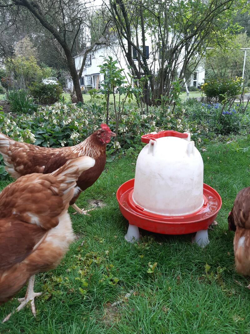 Chickens crowding for a drink!