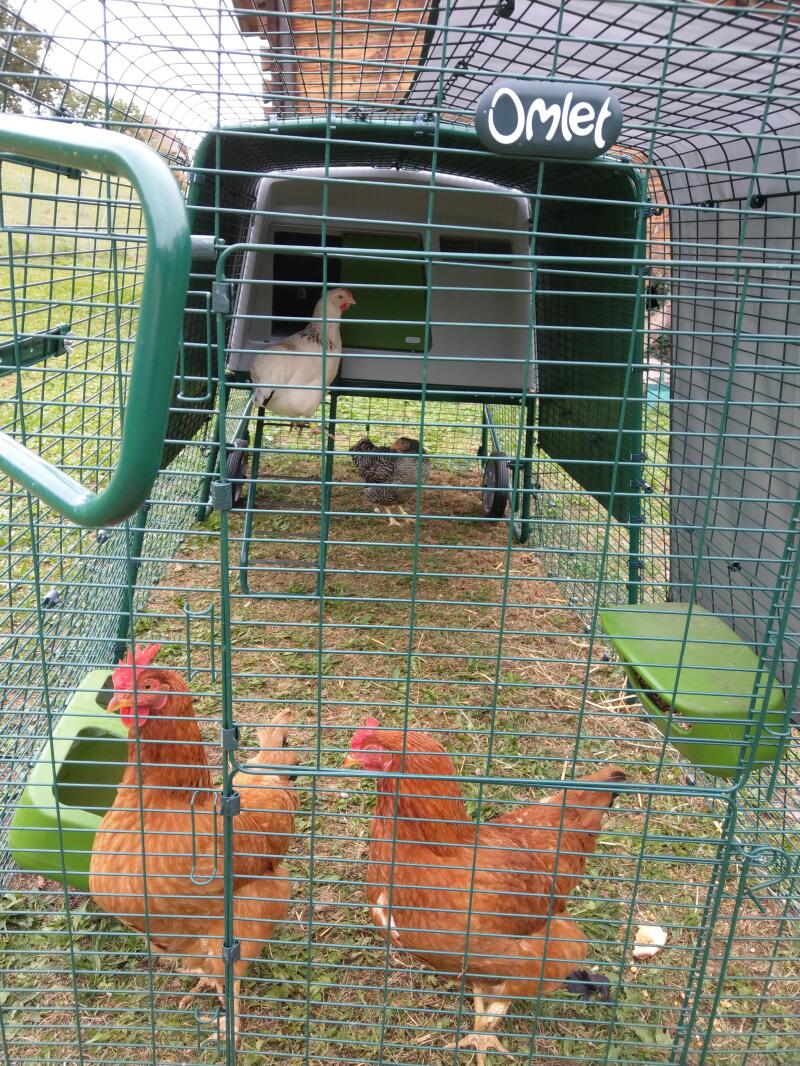 Kurczaki na wybiegu przymocowanym do dużeGo zieloneGo Eglu Cube kurnika
