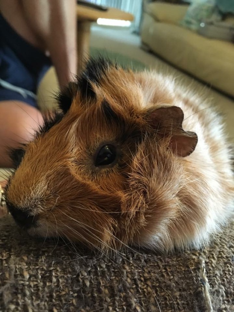 a black and brown Abyssinian guinea pig