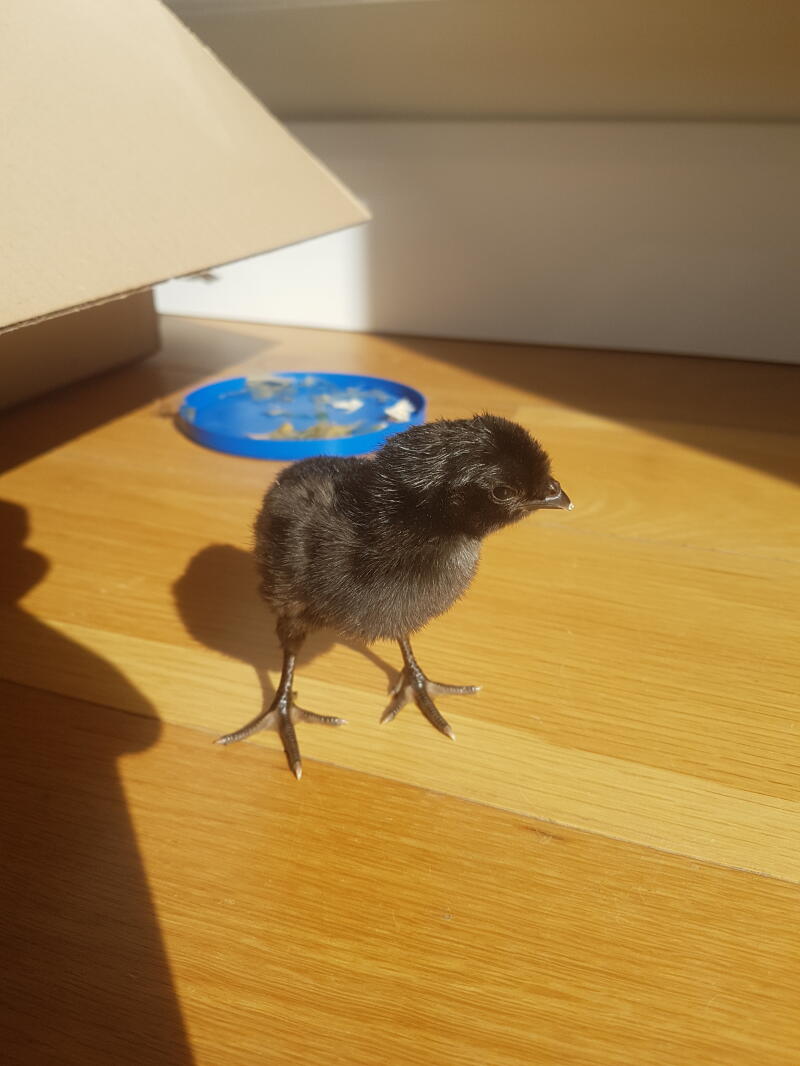 Chick on desk