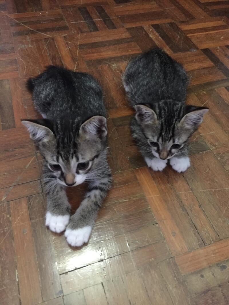 two aisian tabby kittens sat on a wooden floor