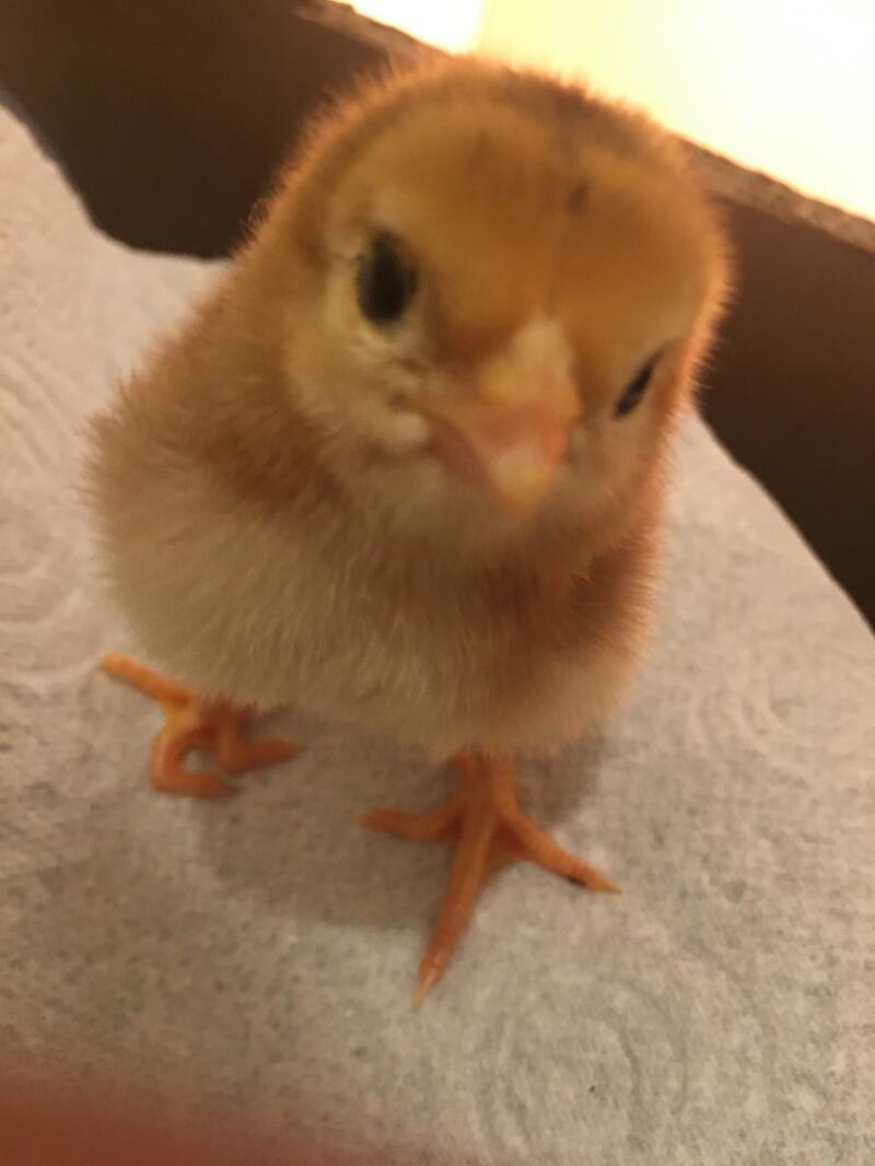 Brown Asil 2 days old Chick.
