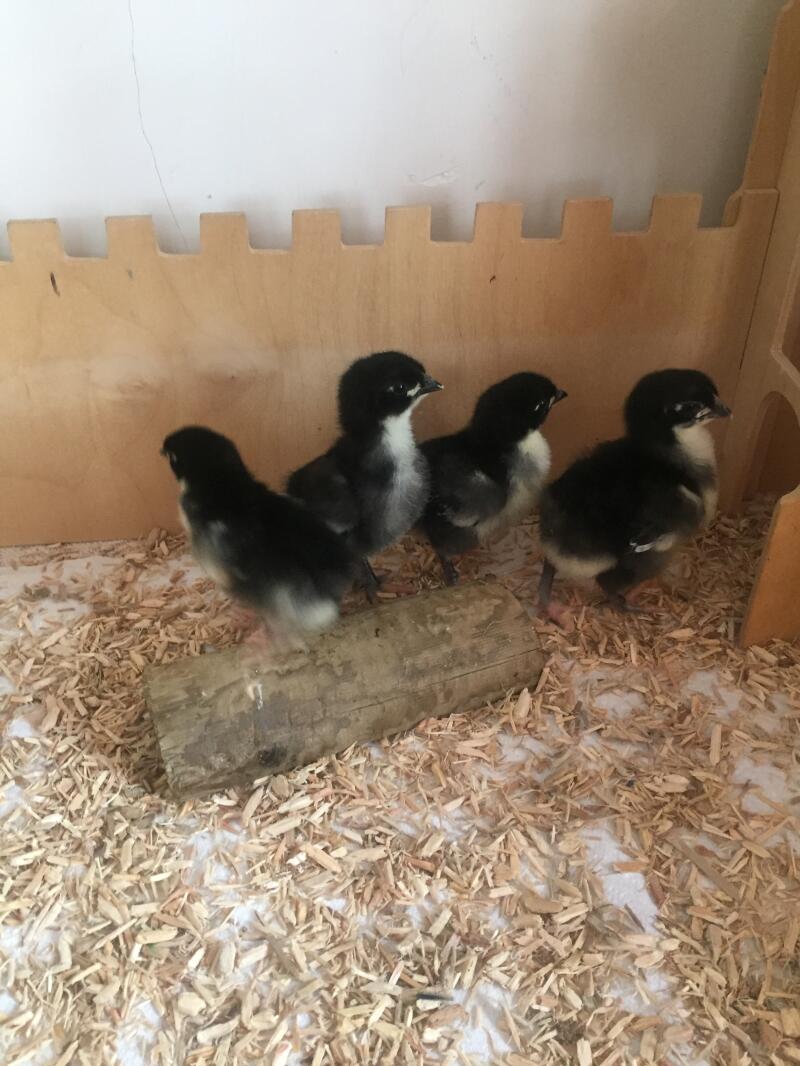 a group of fluffy black and yellow chicks