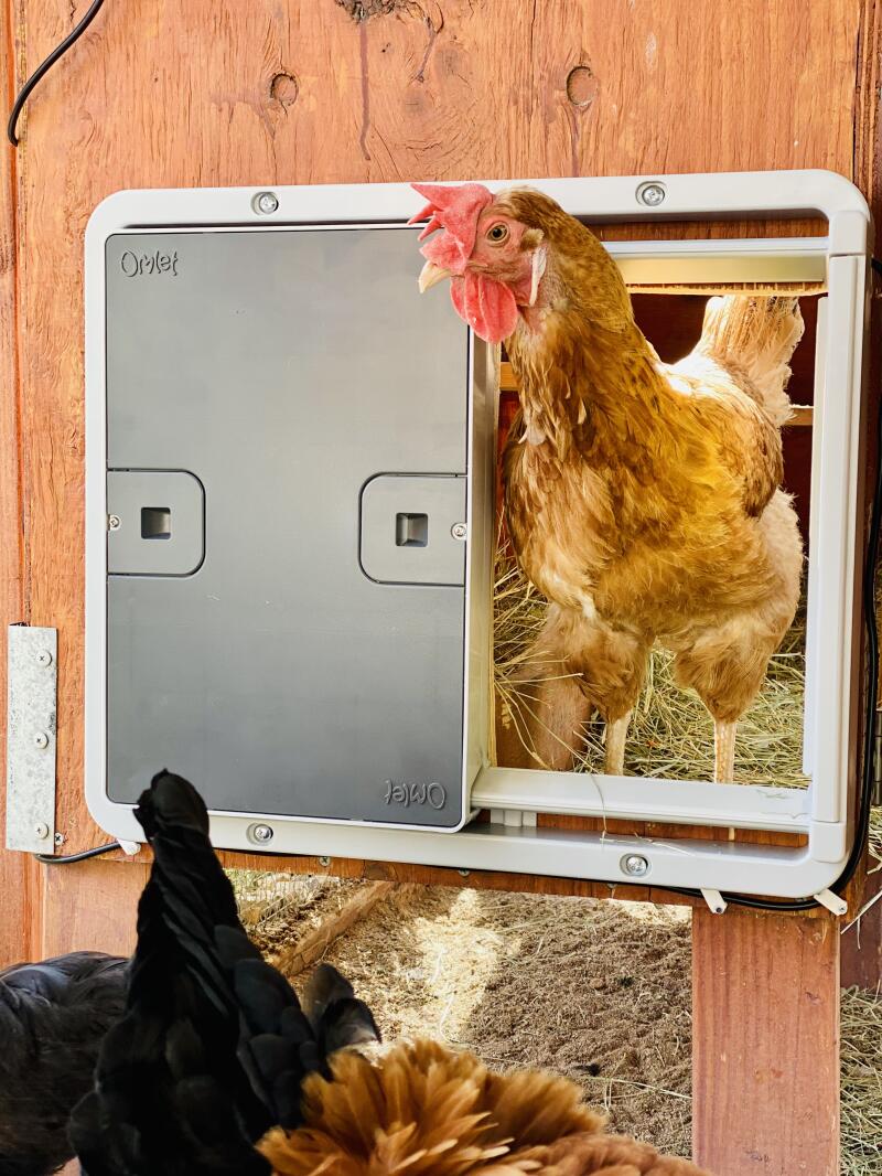 A chicken coming out from her coop through a grey coop automatic door
