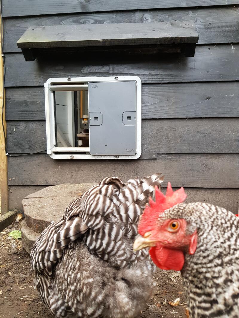 Omlet Grey Automatic Chicken Door Attached to Wooden Chicken Coop with chickens outside