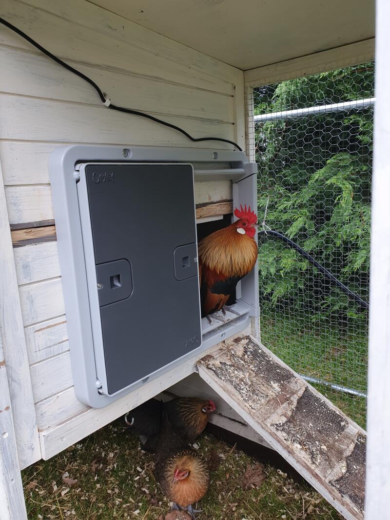 a cockerel stepping out of a an autodoor attached to a wooden chicken coop