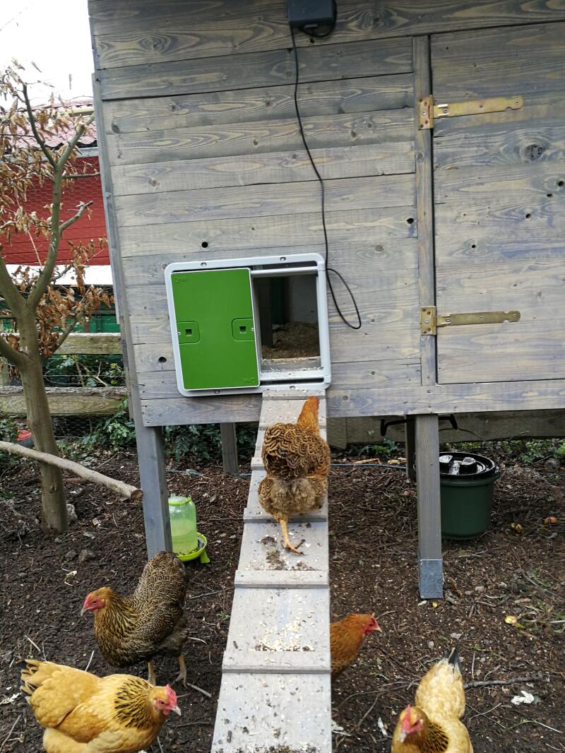 A chicken walking up a ramp into a chicken coop with an automatic door opener attached.