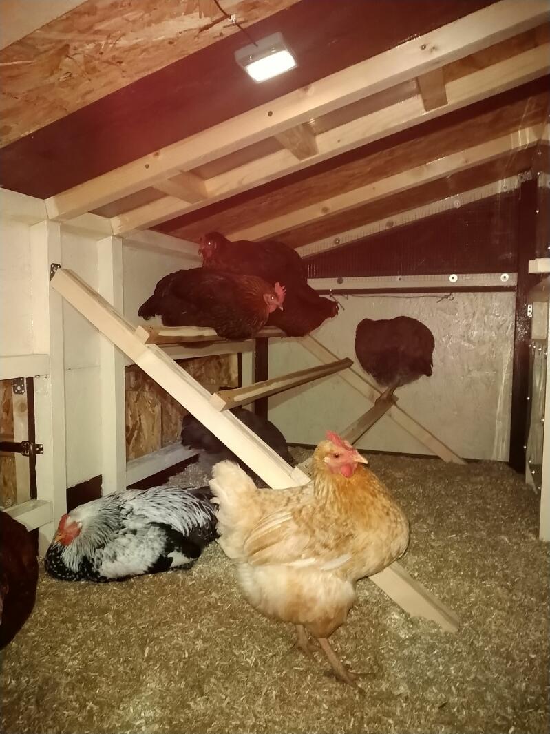 Chickens inside coop