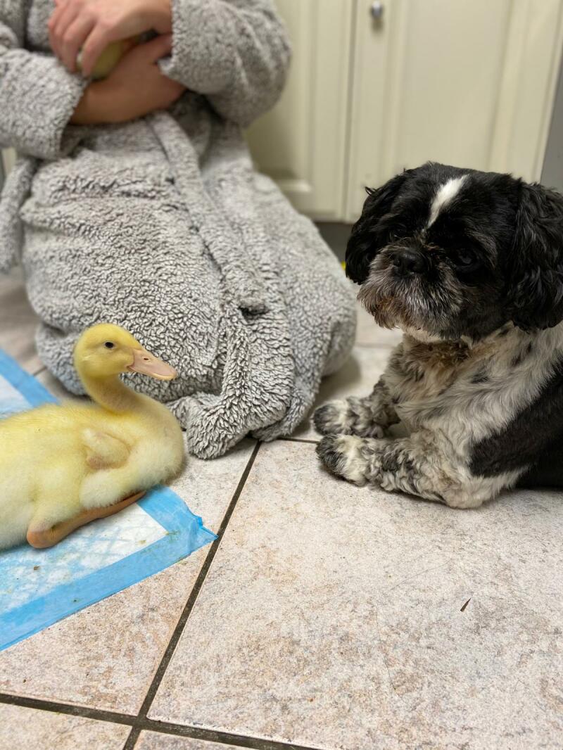 Un chien et son canard