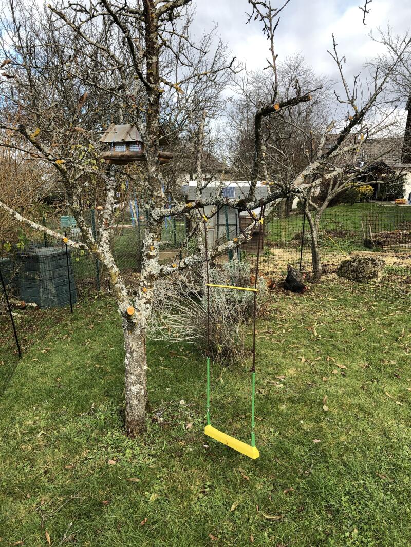 A chicken swing hanging from a tree in a garden