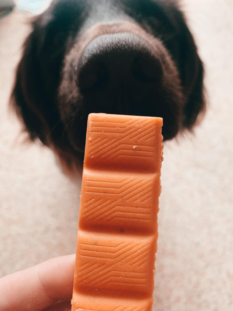 Dog safe chocolate
