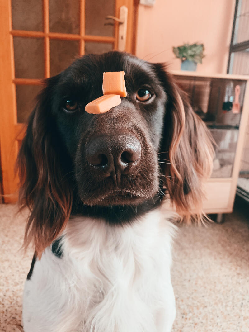 Dog with dog treats on nose