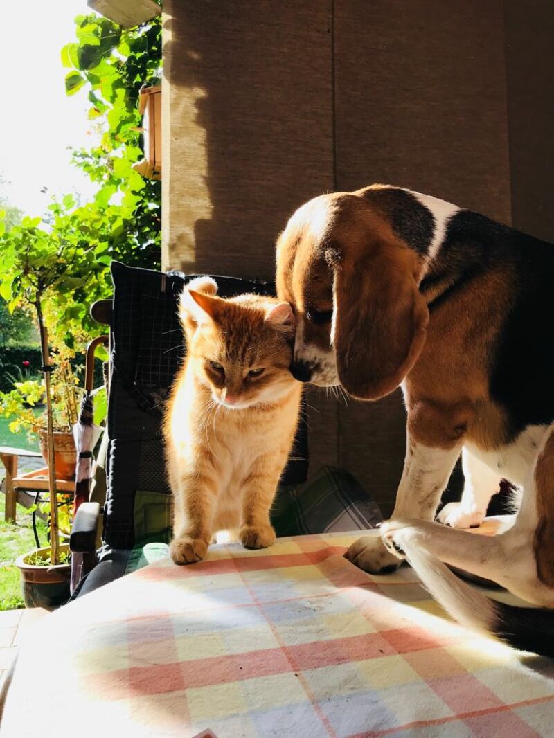 a dog and a kitten stood on a table with a checked table cloth