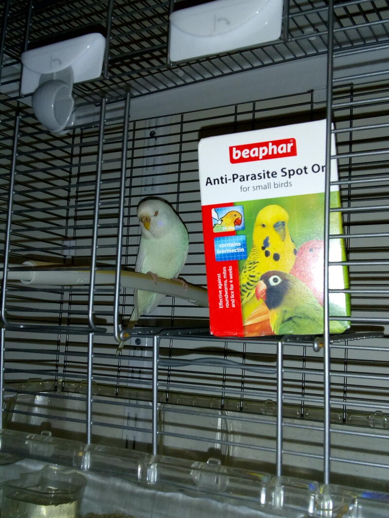 a green budgie in a cage with anti parisite spot on