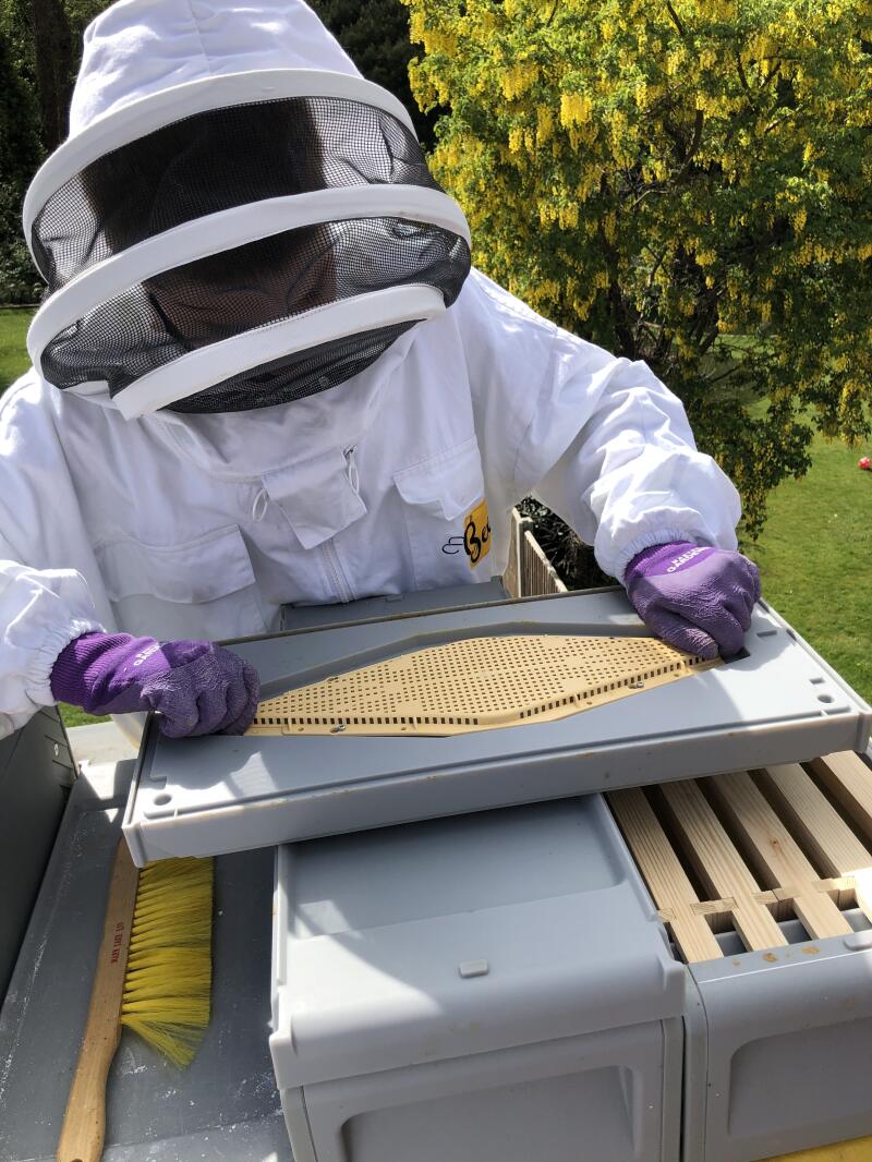 Montaż ucieczki pszczół na płytę bardziej przejrzystą