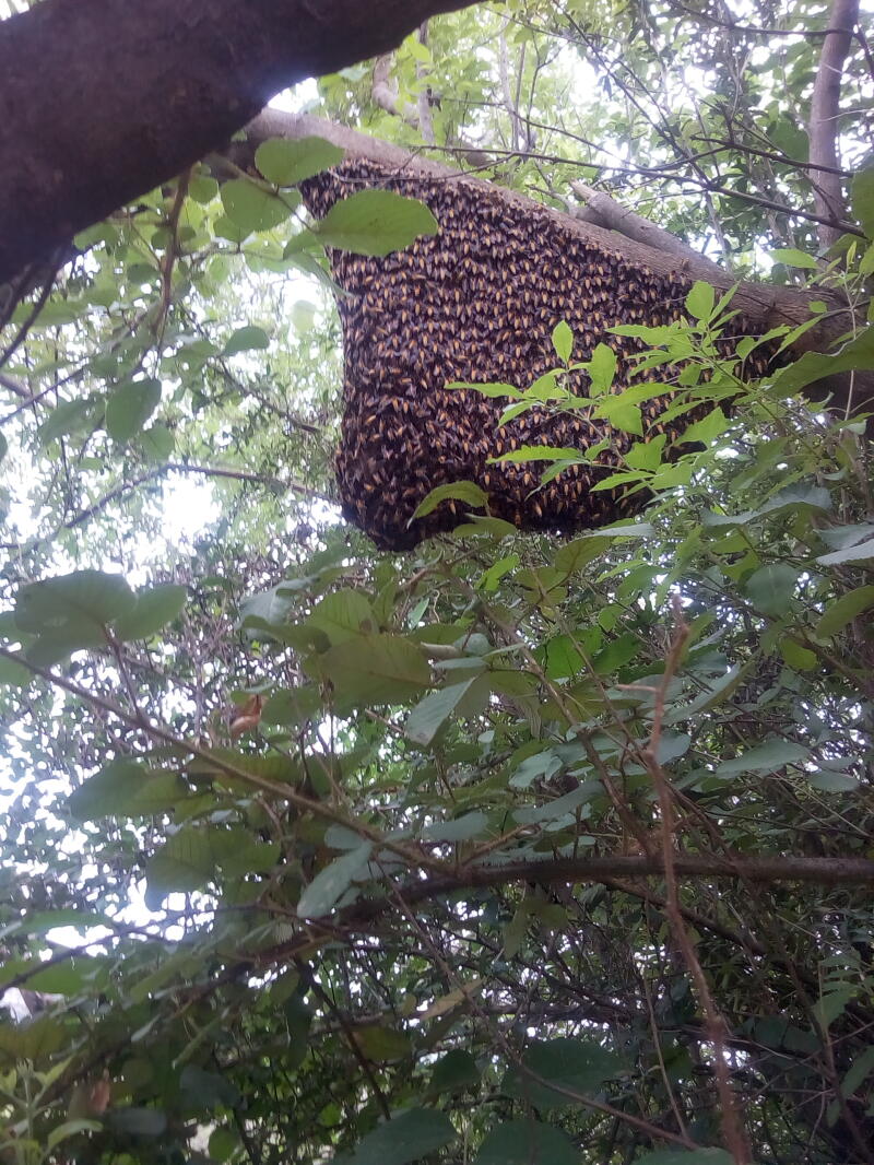 Miel de abeja salvaje