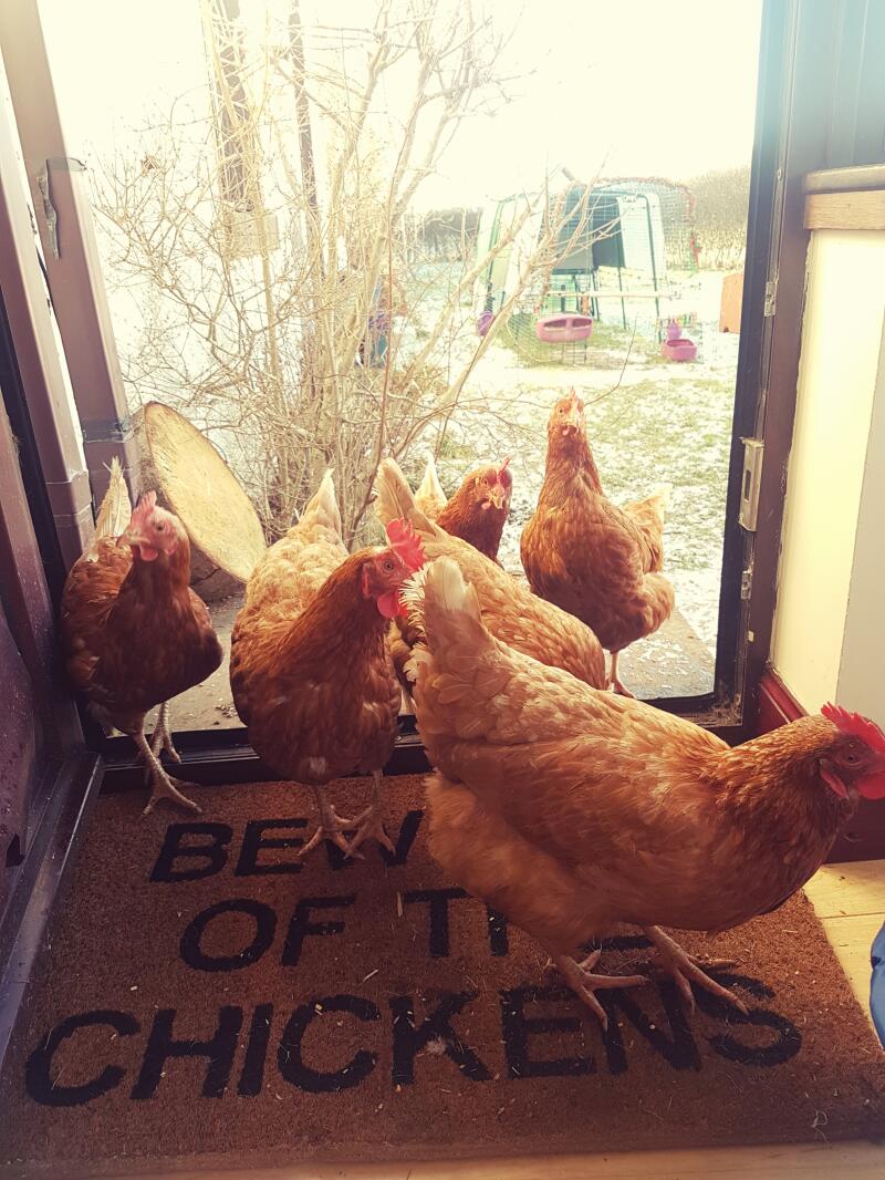 The south petty hens