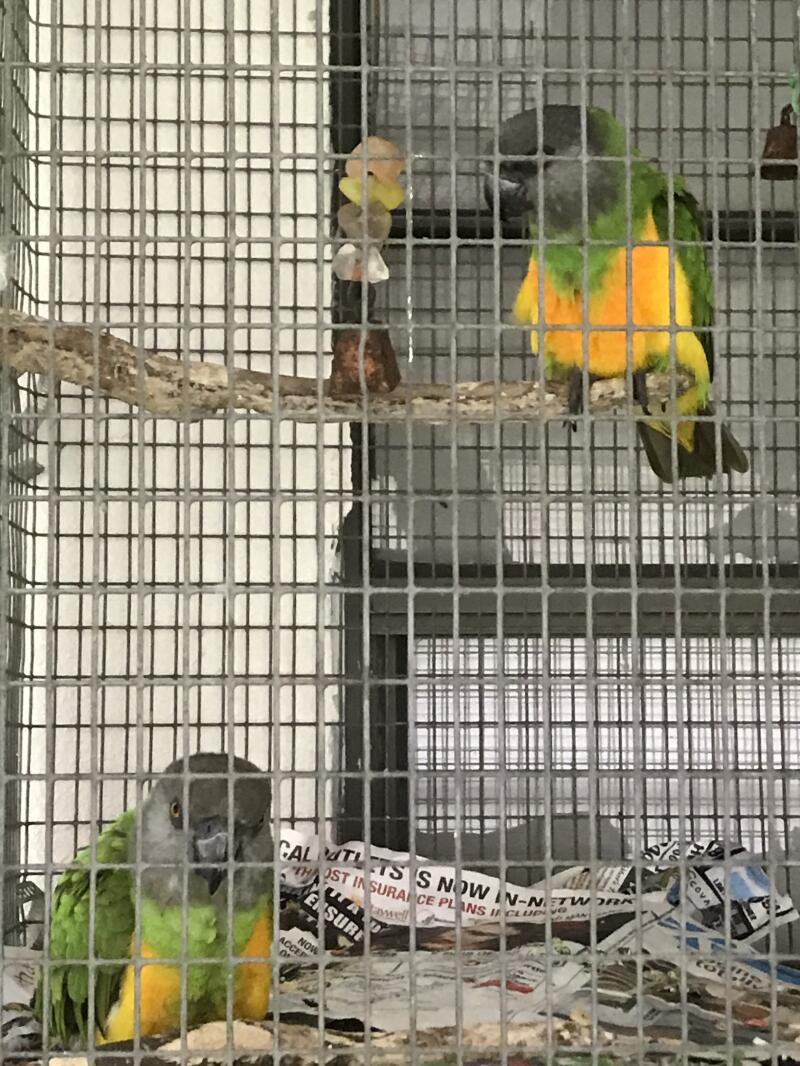 Blue and Yellow Macaw Parrots in cage