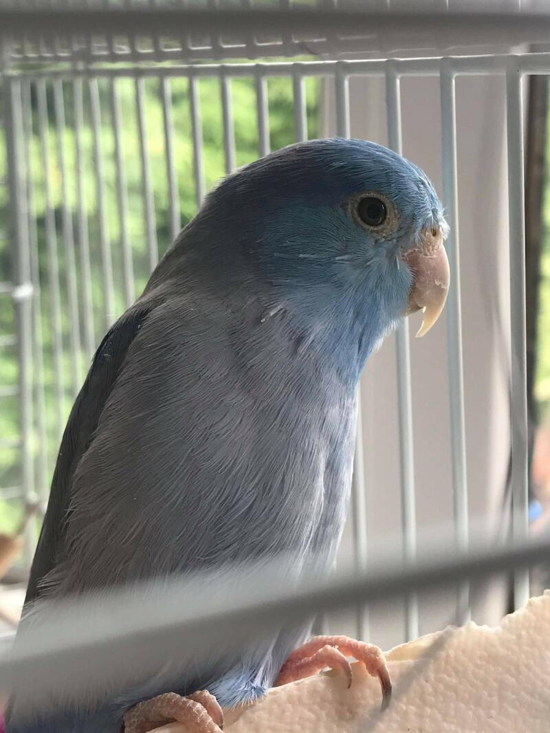 blue parrot or parrotlet perched in a cage named zazu