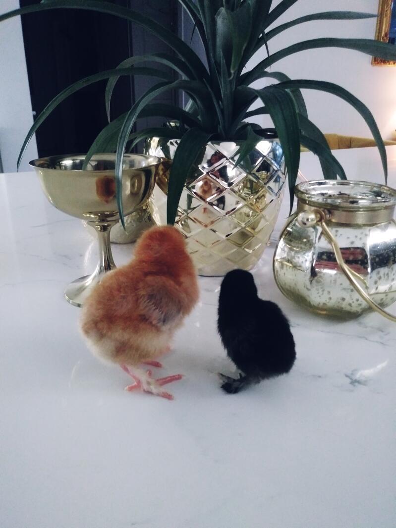 two small chicks, one orange and one brown